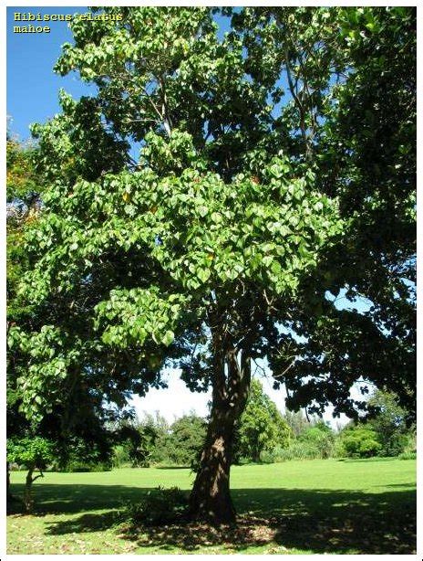 mahoe - 146043 - common name - Hibiscus elatus