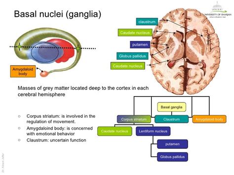 corpus striatum | Basal ganglia, Medical studies, Arteries and veins