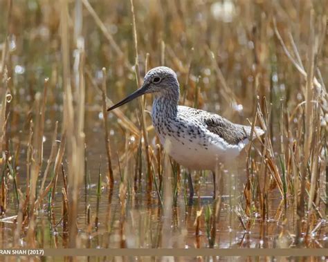 Common greenshank - Facts, Diet, Habitat & Pictures on Animalia.bio