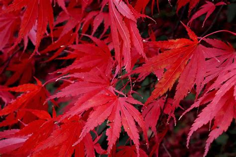 A Guide to Different Japanese Maple Types | Gardener’s Path