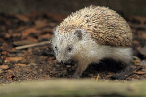 European hedgehog stock photo. Image of soil, common - 25454344