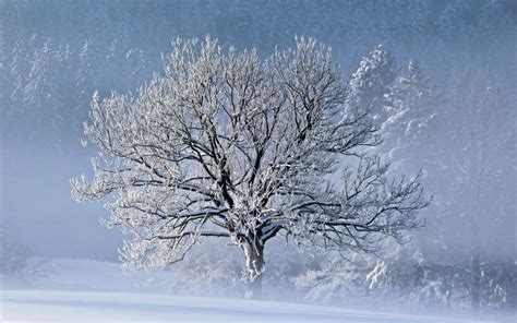 HD Winter Snow Trees Fog Widescreen Resolutions Wallpaper | Download Free - 140967