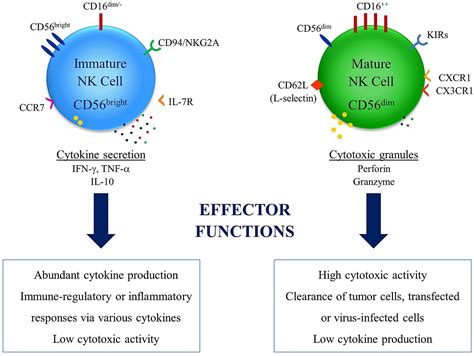 Frontiers | The Role of Natural Killer Cells in Autoimmune Diseases