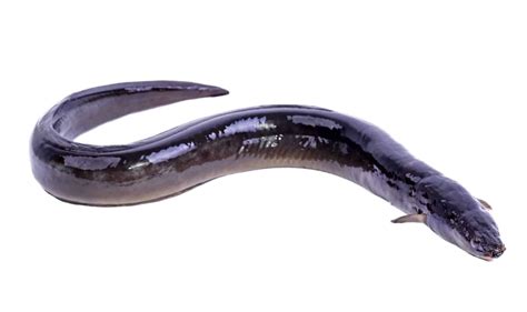 Freshwater Eel: Families, Species, Care, And More - Aquariadise