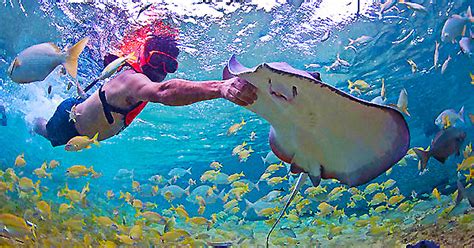 Stingray City | Stingray Beach | Cozumel, Mexico