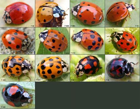 Insects Galore!: 5. Asian Ladybugs ( Harmonia axyridis )
