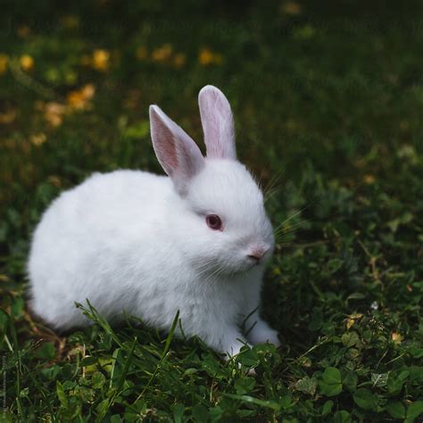 Baby White Rabbit Pictures