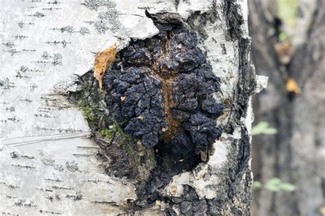 Chaga Benefits, What New Research Claims - Family Health Advocacy