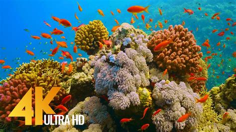 Under Red Sea 4K - Incredible Underwater World - Relaxation Video with Original Sound (NO LOOP ...