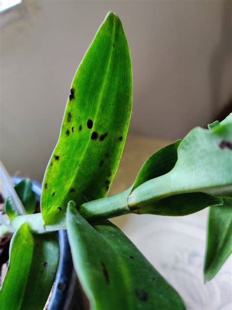 diseases - Dendrobium with black spots on the leaves - Gardening & Landscaping Stack Exchange