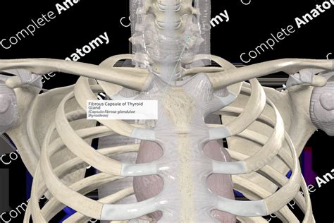 Fibrous Capsule of Thyroid Gland | Complete Anatomy