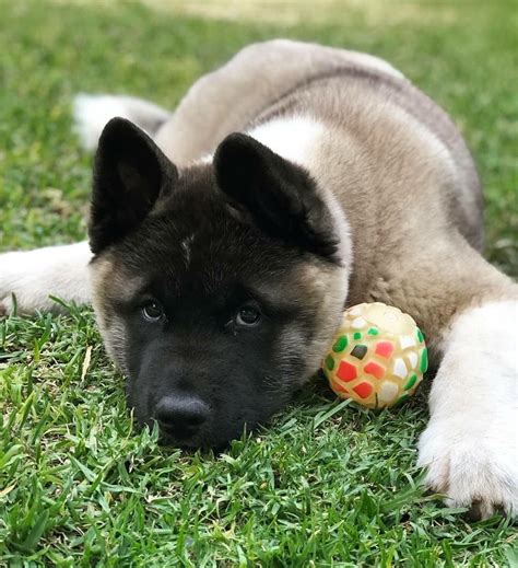 Pin on Akita american | Cute cats and dogs, Akita dog, American akita dog