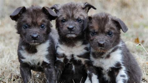 14 African painted dog pups born at Oklahoma City Zoo