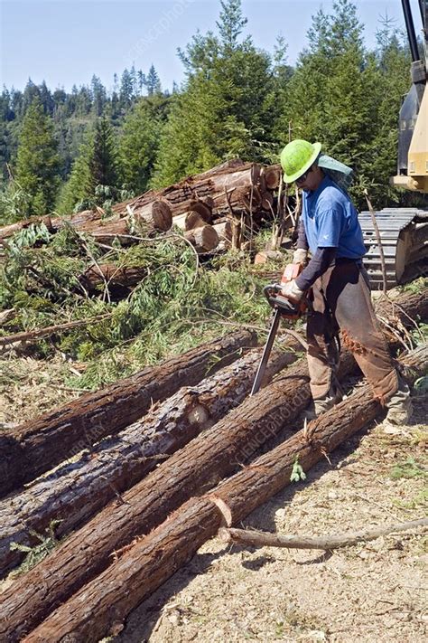 Logging redwood trees, California, USA - Stock Image - C022/5760 ...