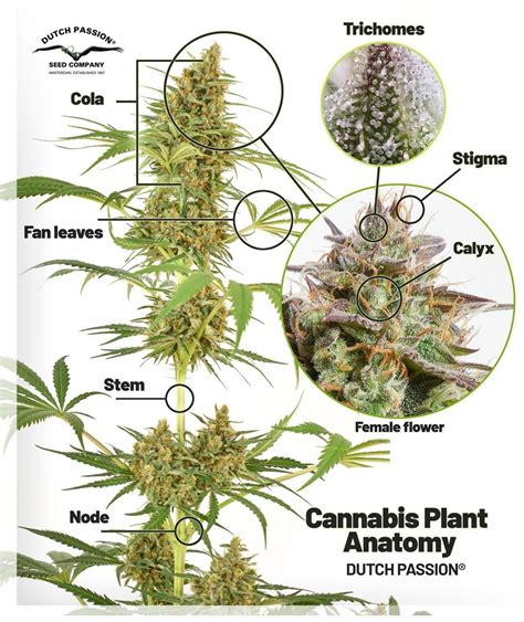 Cannabis Plant Anatomy : r/CannabisThailand