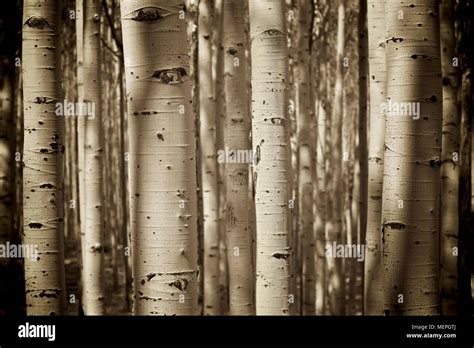 Aspens sepia tone hi-res stock photography and images - Alamy