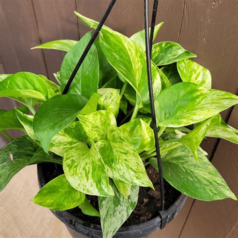 8" Pothos Hanging Basket Marble Queen | Van Putte Gardens