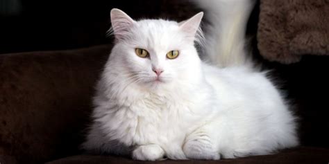 Turkish Angora Cat Breed: Size, Appearance & Personality