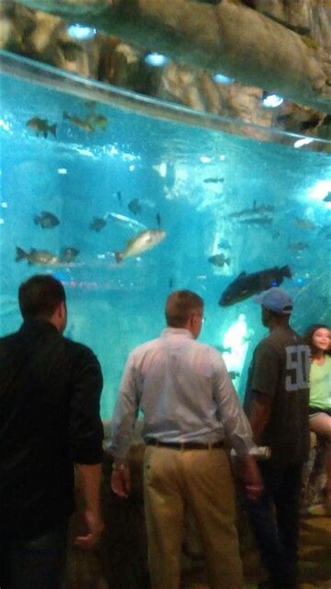 Aquarium inside Bass Pro Shops. Memphis,TN. | Places to see, Memphis, Memphis tn