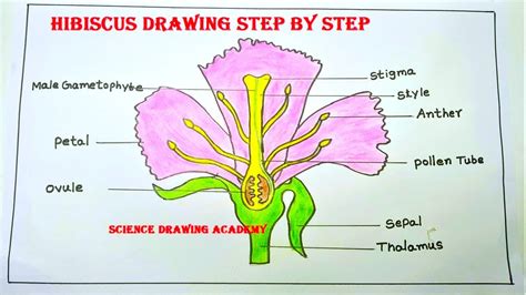 Details more than 153 hibiscus flower drawing parts super hot - seven.edu.vn