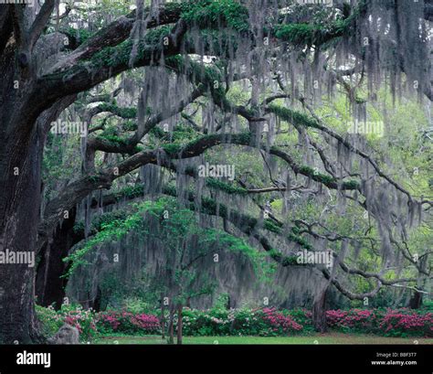 Moss hanging from an old live oak tree in Savannah Georgia Stock Photo, Royalty Free Image ...