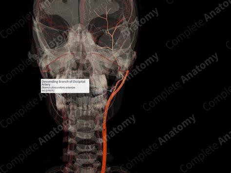 Descending Branch of Occipital Artery (Left) | Complete Anatomy