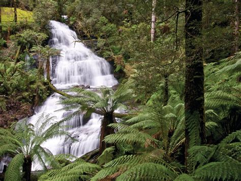 Great Otway National Park, Attraction, Great Ocean Road, Victoria, Australia