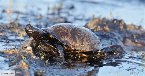 Les marées noires engluent les écosystèmes maritimes - Geo.fr