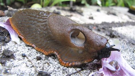 Sammy my pet slug, eating a poppy petal. Natural history at its' best ...