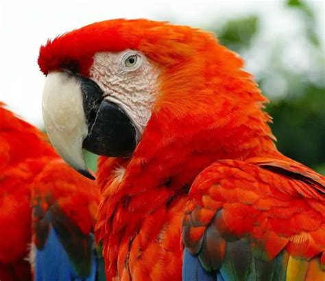 Scarlet macaw - Reproduction Diet Habitat and Lifespan