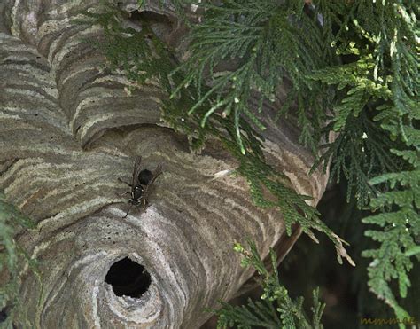 Honey Bees Nest In Ground | The Life of Bee