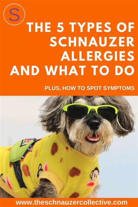 How To Spot Schnauzer Allergies! in 2020 | Schnauzer, Canine allergies ...