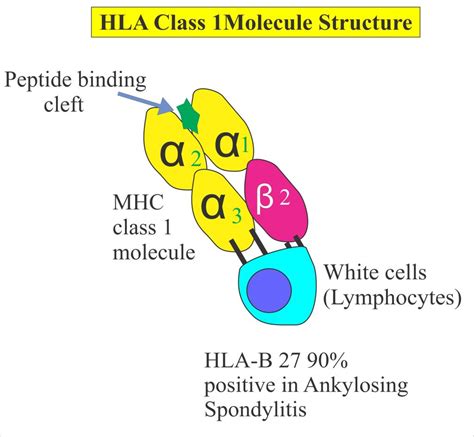 Human Leucocyte Antigen B27, Histocompatibility Antigen (HLA B-27) – Labpedia.net