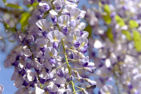 Japanese Wisteria: Care & Growing Guide