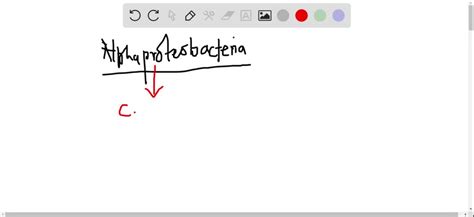 SOLVED:All Alphaproteobacteria are which of the following? a ...