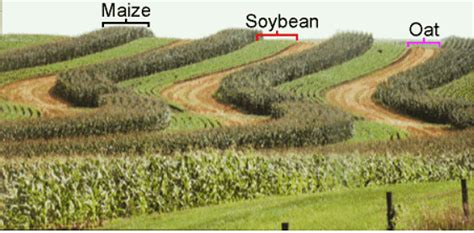 Difference Between Mixed Cropping and Intercropping: Benefits & Questions