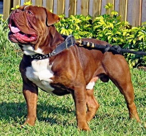 27+ Pitbull And Olde English Bulldog Mix Puppy Photo - Codepromos