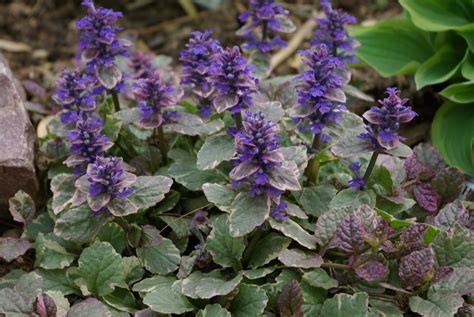 Carpet Bugleweed - perrenial groundcover for shade garden | Тенелюбивые растения, Почвопокровные ...