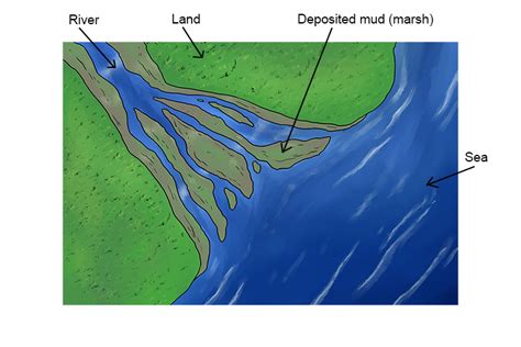 Estuary – Geography - Mammoth Memory Geography