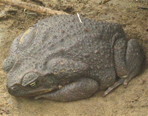 an alligator is laying on the ground with its head turned to look like it's sleeping