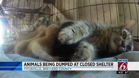 Animals abandoned at closed shelter - YouTube