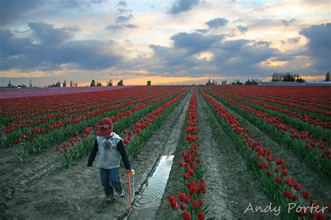 Skagit Valley Tulip Festival - Official Skagit Valley Tourism Site