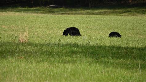 Mother Bear and Two Cubs Graze in Field Stock Video - Video of landscape, cubs: 263338925