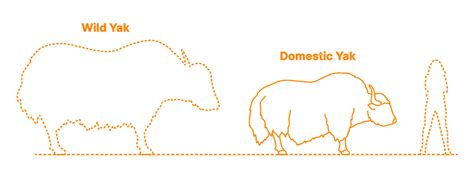 Domestic Yak (Bos grunniens) Dimensions & Drawings | Dimensions.com