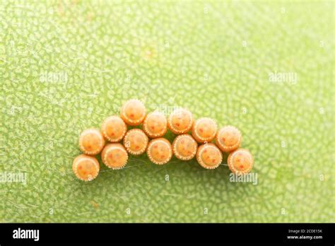 Pentatomidae eggs about to hatch, Satara, Maharashtra, India Stock Photo - Alamy