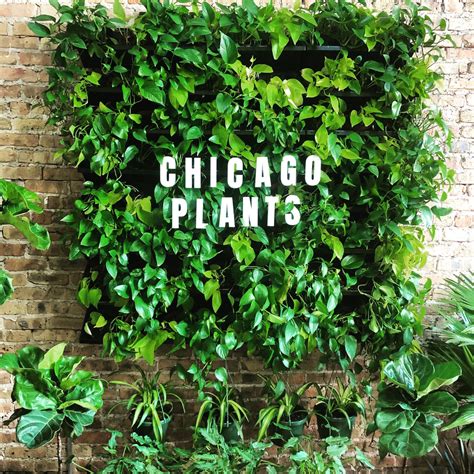 FAQs – Chicago Plants