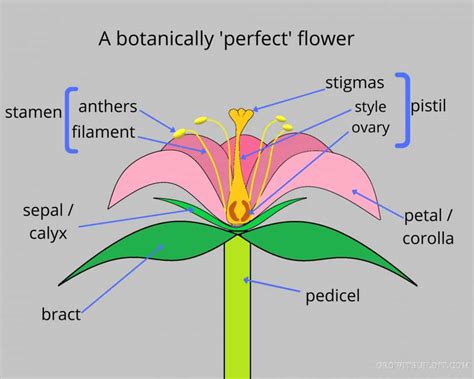 Floral Structures – GrowIt BuildIT