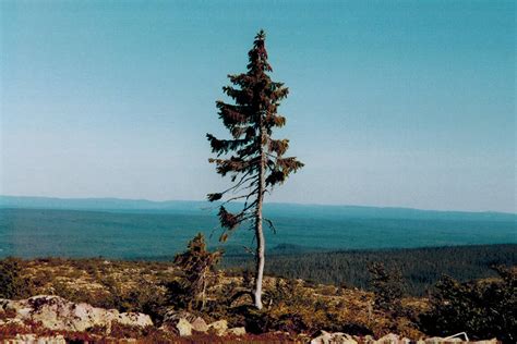 Why Old Tjikko May Not Quite Be The World's Oldest Tree