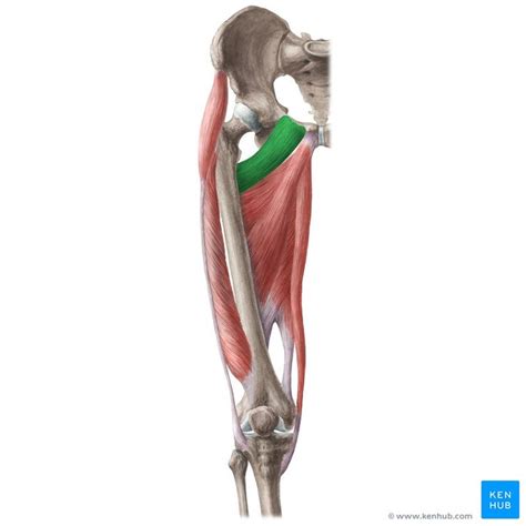 Pectineus muscle in 2023 | Muscle anatomy, Body anatomy, Bones and muscles