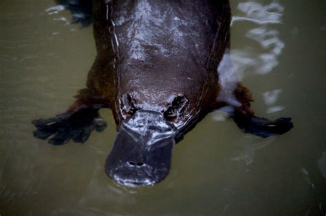 Platypus Habitat: A Comprehensive Guide to Their Unique Ecosystems